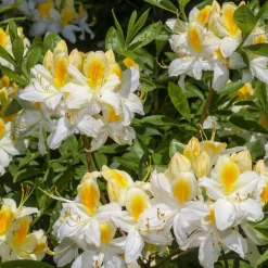 Azalée de Chine blanche - Une pluie de fleurs blanches