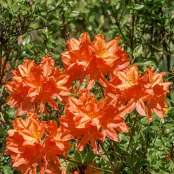 Azalée de Chine Glowing Amber - Un feu orange au jardin