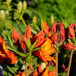 Azalée de Chine Glowing Amber - Un feu orange au jardin