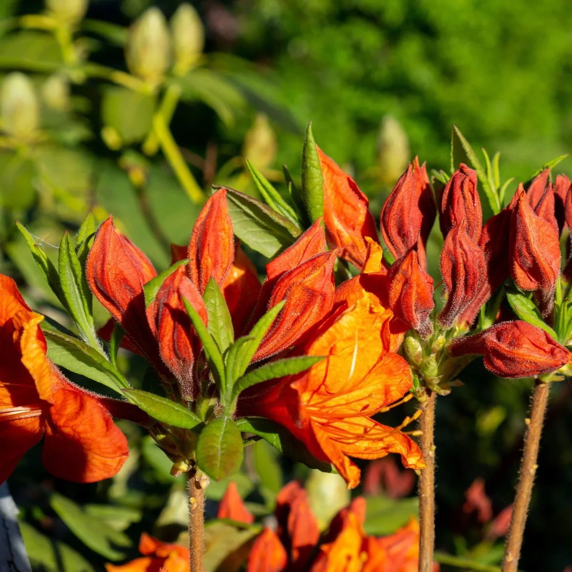 Azalée de Chine Glowing Amber - Un feu orange au jardin