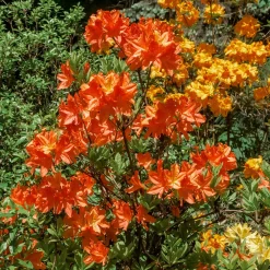Azalée de Chine Glowing Amber - Un feu orange au jardin