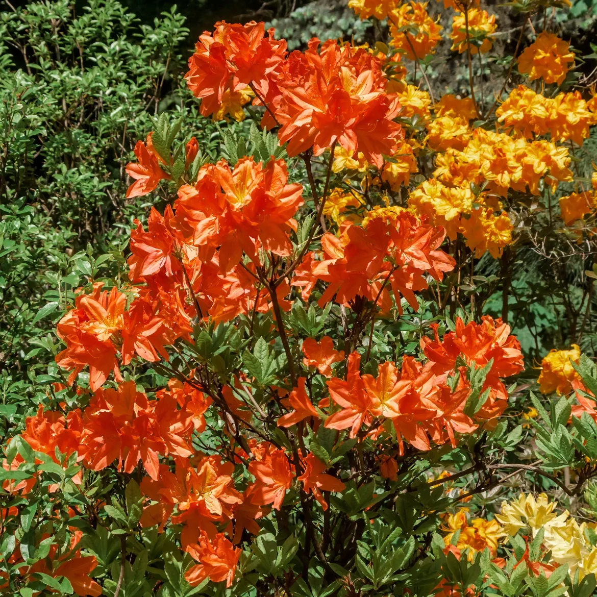 Azalée de Chine Glowing Amber - Un feu orange au jardin