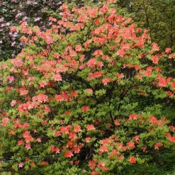 Azalée de Chine rouge orangée - L'ombre s'embrase de couleur