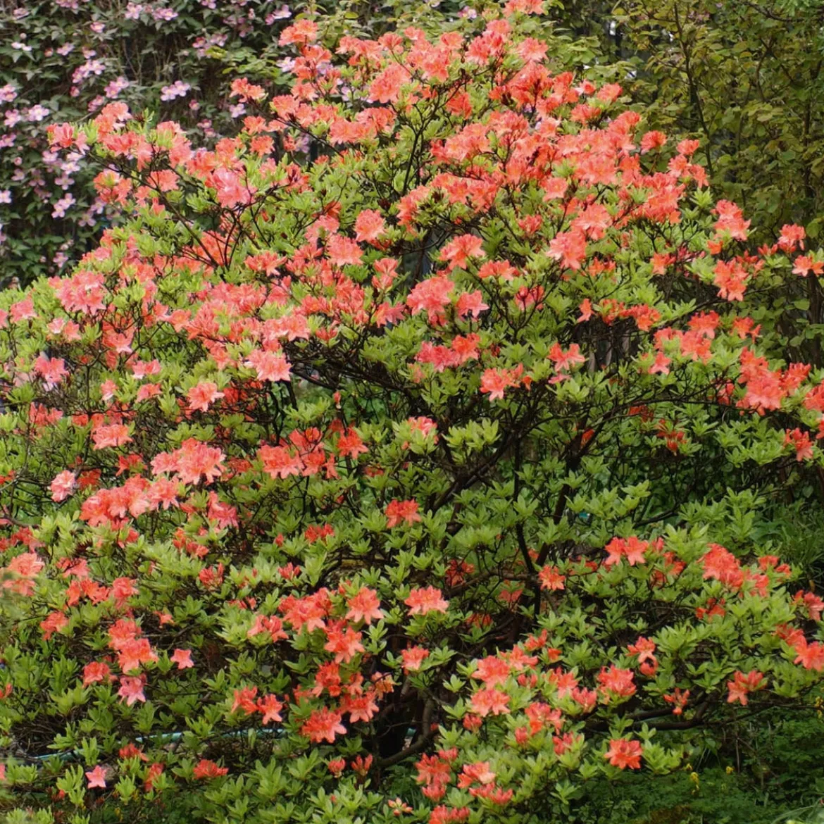 Azalée de Chine rouge orangée - L'ombre s'embrase de couleur