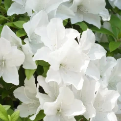 Azalée du Japon Encore White Julia - Deux floraisons par an