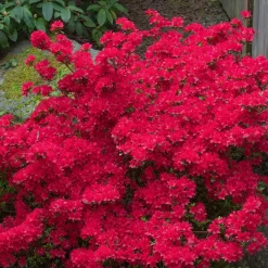 Azalée du Japon Hino Crimson - Rouge éclatant au printemps