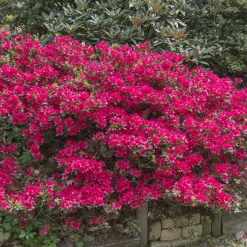 Azalée du Japon Hino Crimson - Rouge éclatant au printemps