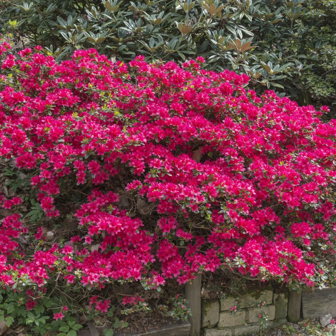 Azalée du Japon Hino Crimson - Rouge éclatant au printemps