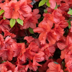 Azalée du Japon Orange Surprise - L'orange qui réveille l'ombre