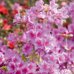 Azalée du Japon rose - Un nuage rose au jardin