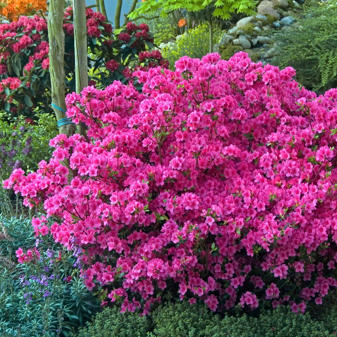 Azalée du Japon rose - Un nuage rose au jardin