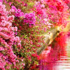 Azalée du Japon rose - Un nuage rose au jardin