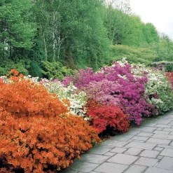 Azalée du Japon rouge - Une explosion rouge au jardin