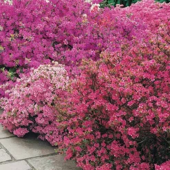 Azalée du Japon violette - Un buisson violet spectaculaire