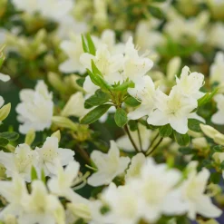 Azalée du Japon White Surprise - Nuage blanc au jardin