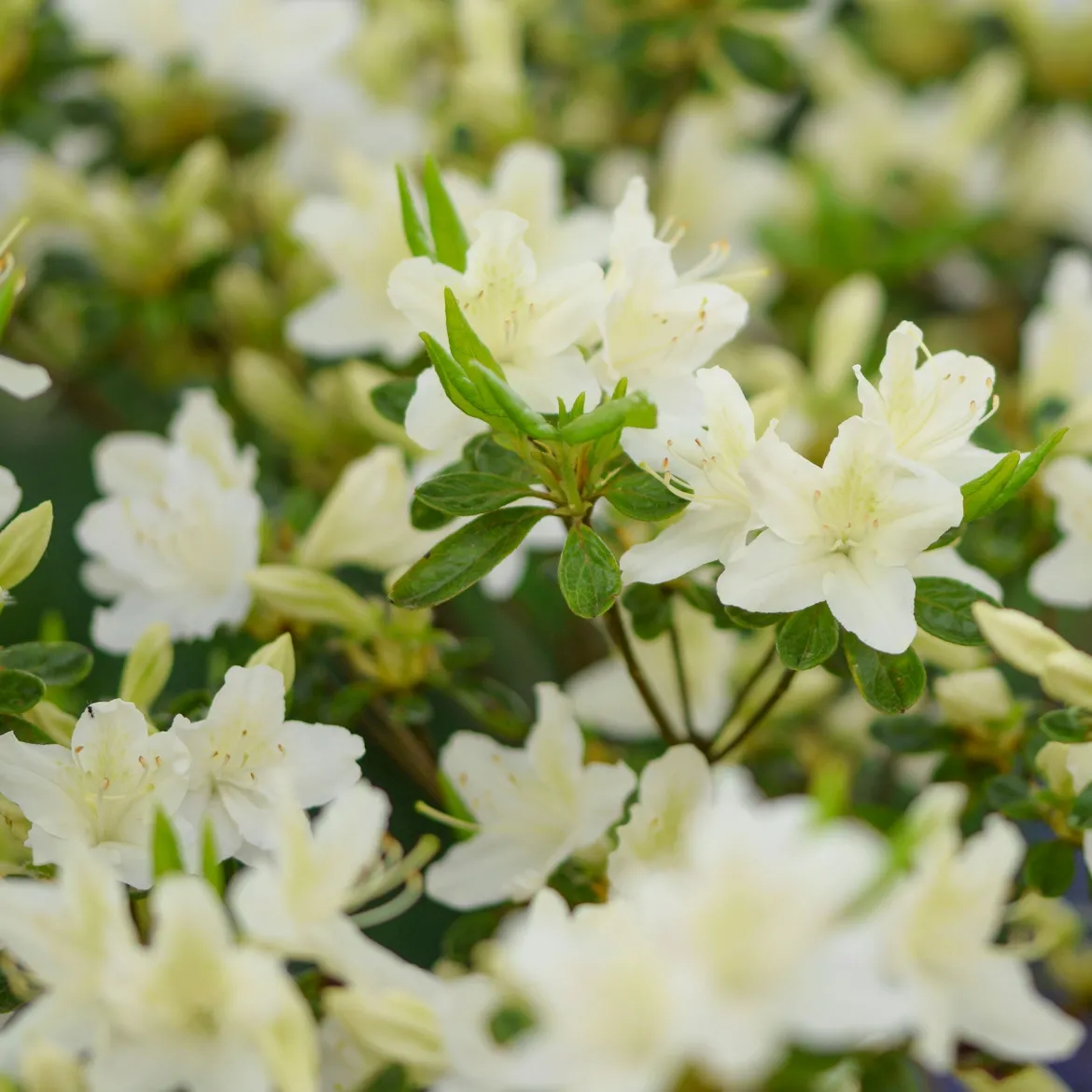 Azalée du Japon White Surprise - Nuage blanc au jardin