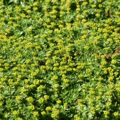 Azorelle - Le tapis vert qui ignore le froid