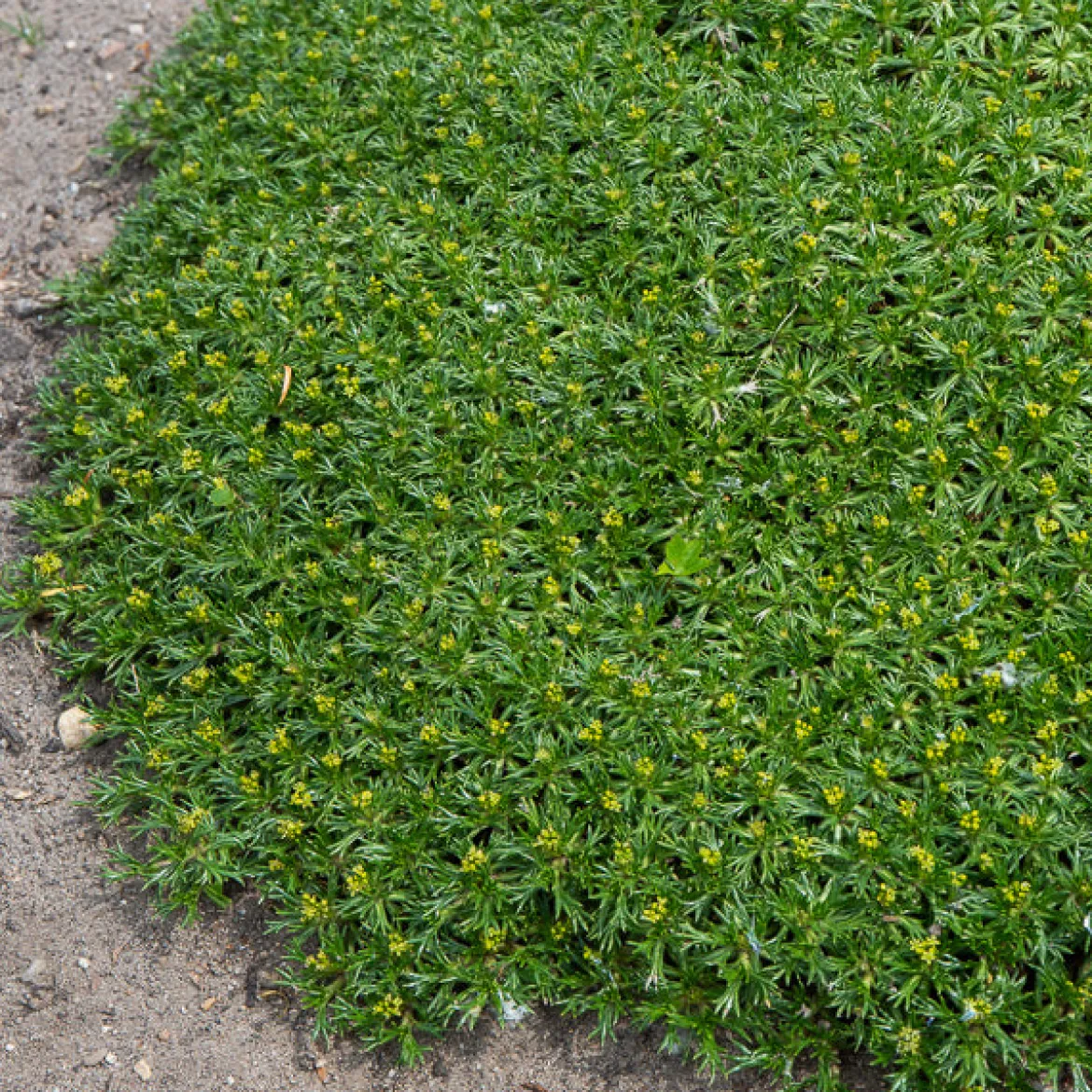 Azorelle - Le tapis vert qui ignore le froid