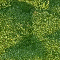 Azorelle - Le tapis vert qui ignore le froid