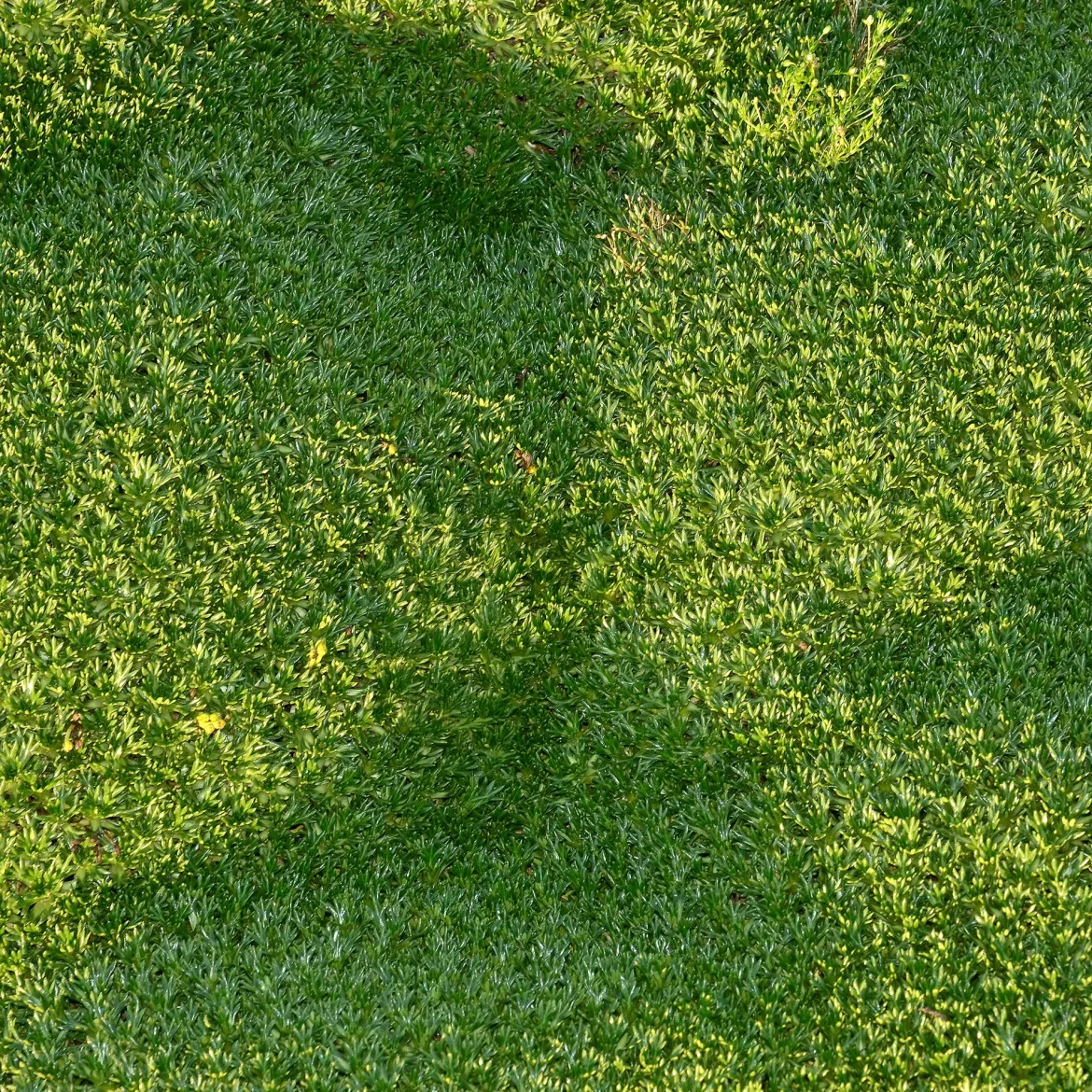 Azorelle - Le tapis vert qui ignore le froid