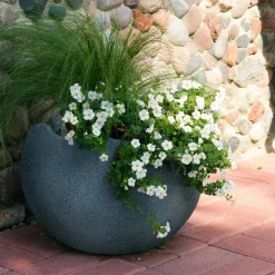Bacopa blanc - Une cascade de fleurs blanches
