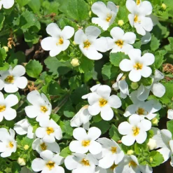 Bacopa blanc - Une cascade de fleurs blanches