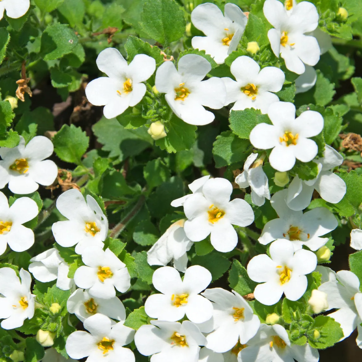 Bacopa blanc - Une cascade de fleurs blanches