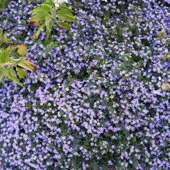 Bacopa bleu - Cascade fleurie tout l'été