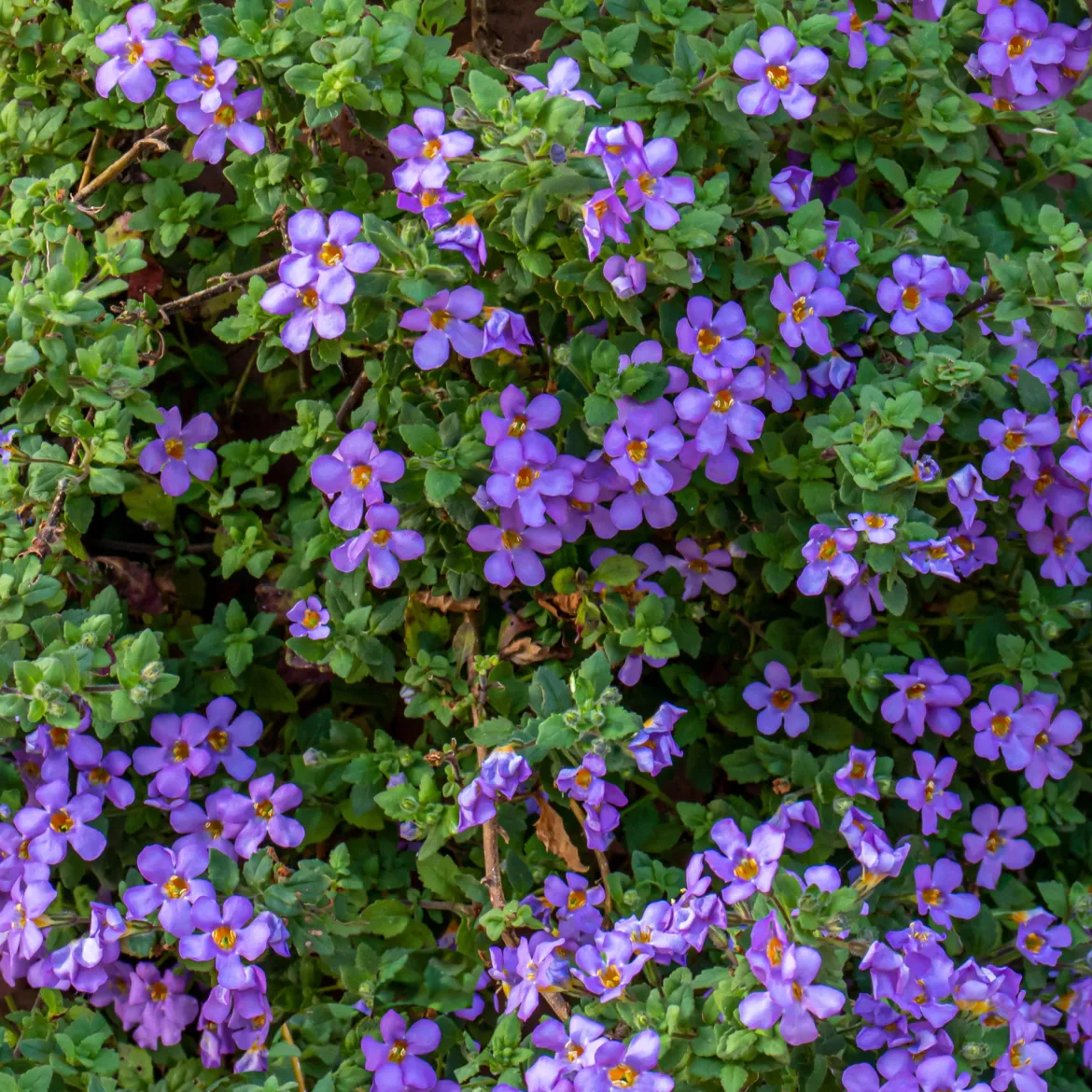 Bacopa bleu - Cascade fleurie tout l'été