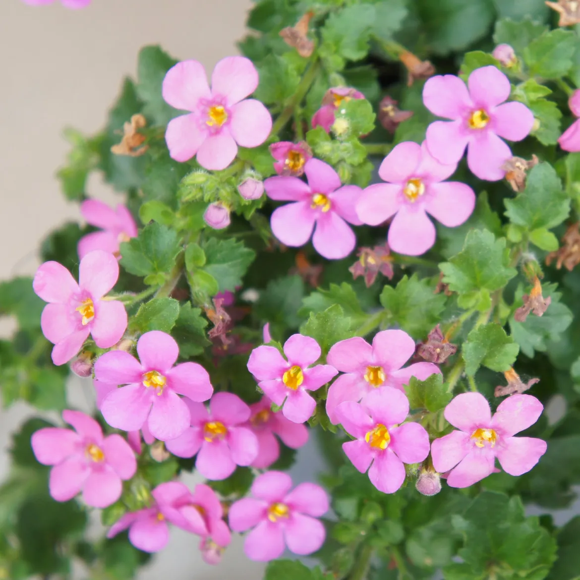 Bacopa rose - Cascade rose tout l'été