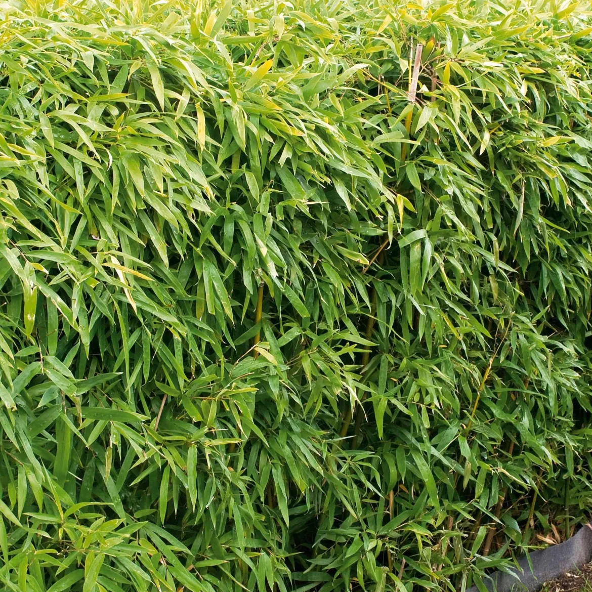 Bambou de haie non-traçant - Un brise-vue vert en un été