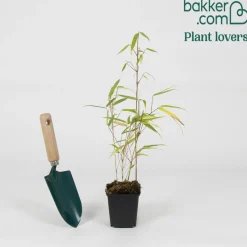 Bambou Fargesia rufa non-traçant - Un écran vert sans envahir