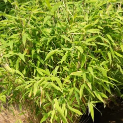 Bambou Fargesia rufa non-traçant - Un écran vert sans envahir