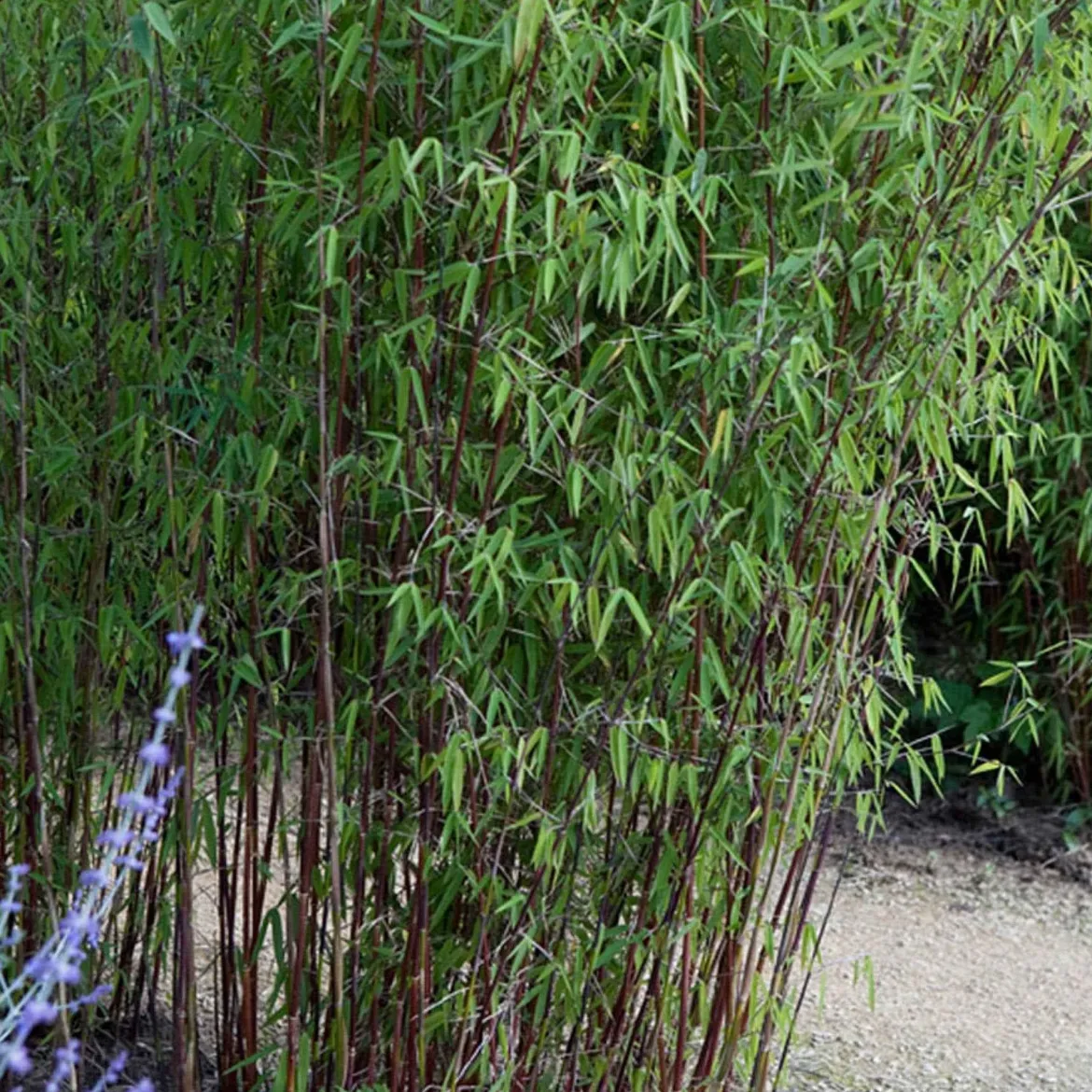 Bambou 'Jiuzhaigou' non-traçant - Un écran vert sans envahir