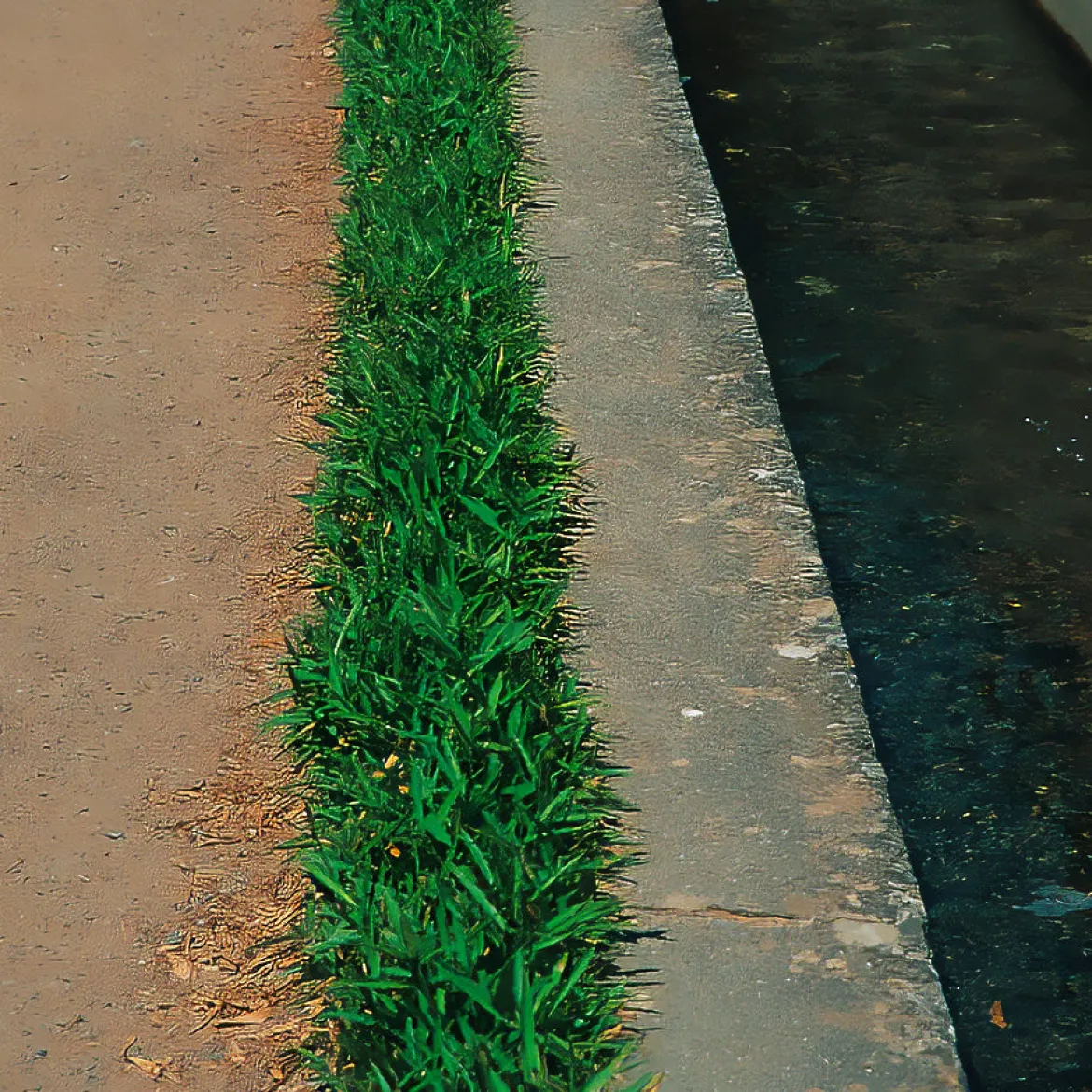 Bambou nain couvre-sol - Un tapis vert sans effort