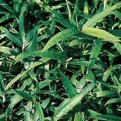 Bambou nain couvre-sol - Un tapis vert sans effort