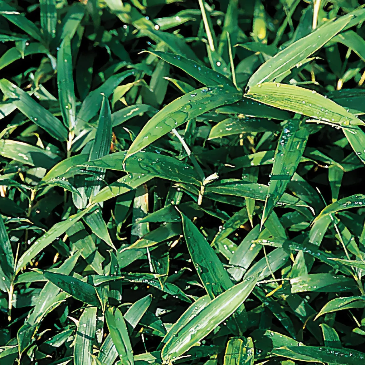 Bambou nain couvre-sol - Un tapis vert sans effort