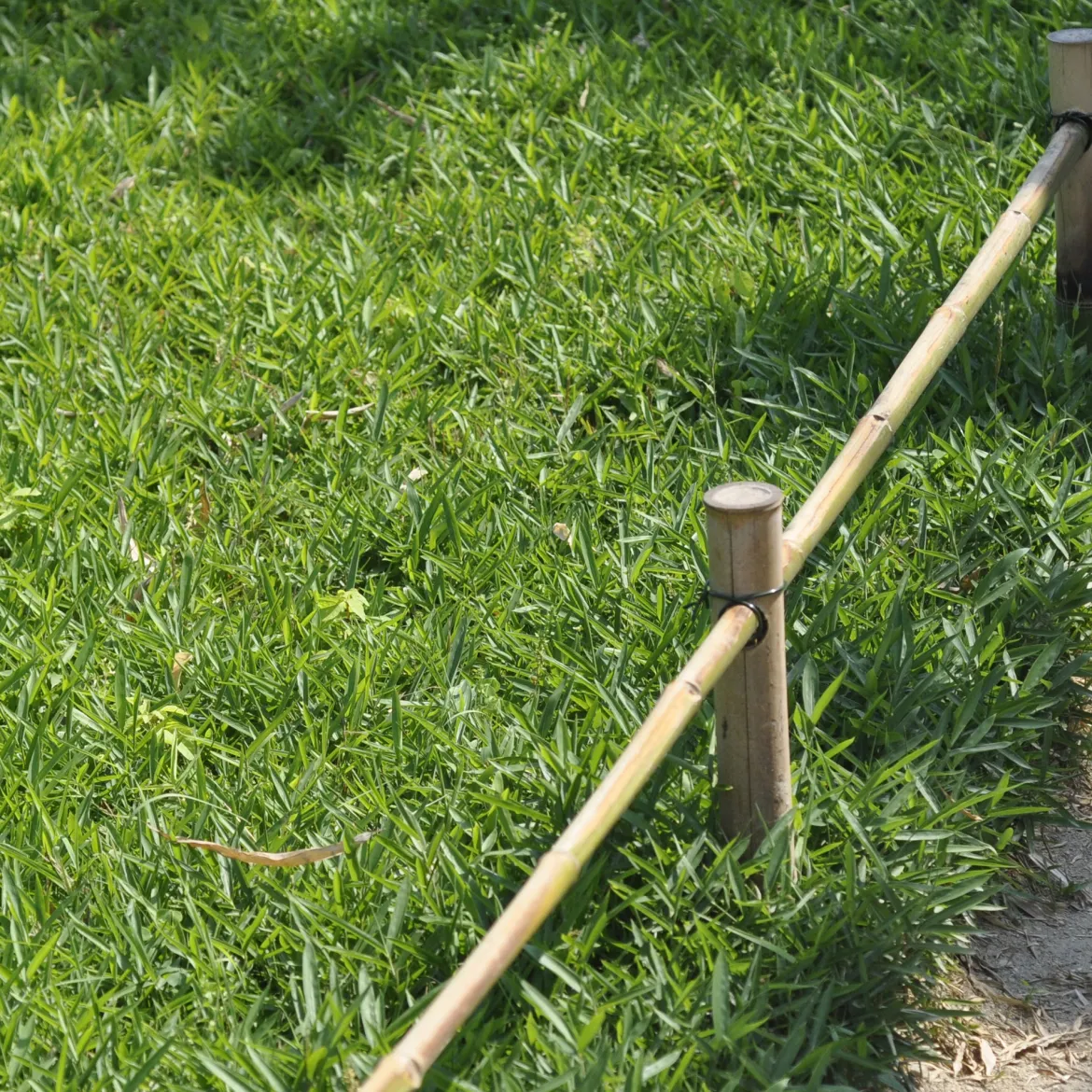 Bambou nain couvre-sol - Un tapis vert sans effort