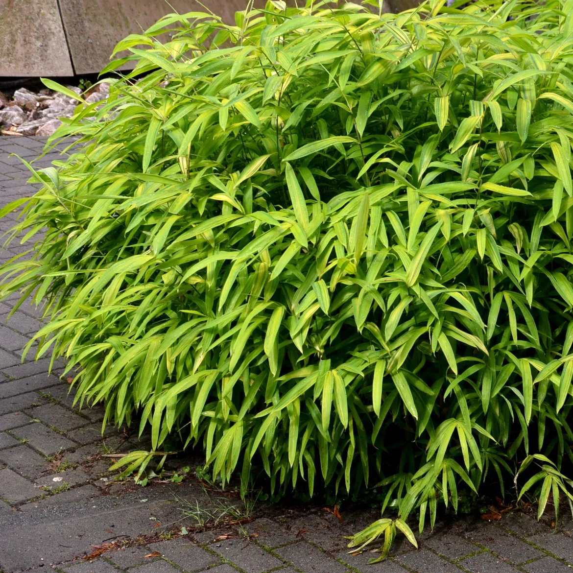 Bambou nain - Un tapis vert sans effort