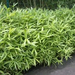Bambou nain - Un tapis vert sans effort