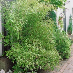 Bambou traçant à chaumes verts - Un écran vert en un temps record