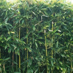 Bambou traçant à chaumes verts - Un écran vert en un temps record