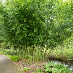 Bambou traçant à chaumes verts - Un écran vert en un temps record
