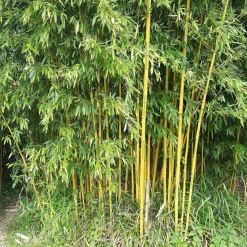 Bambou traçant panaché - Un écran vert en un été