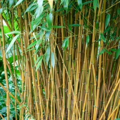 Bambou traçant panaché - Un écran vert en un été