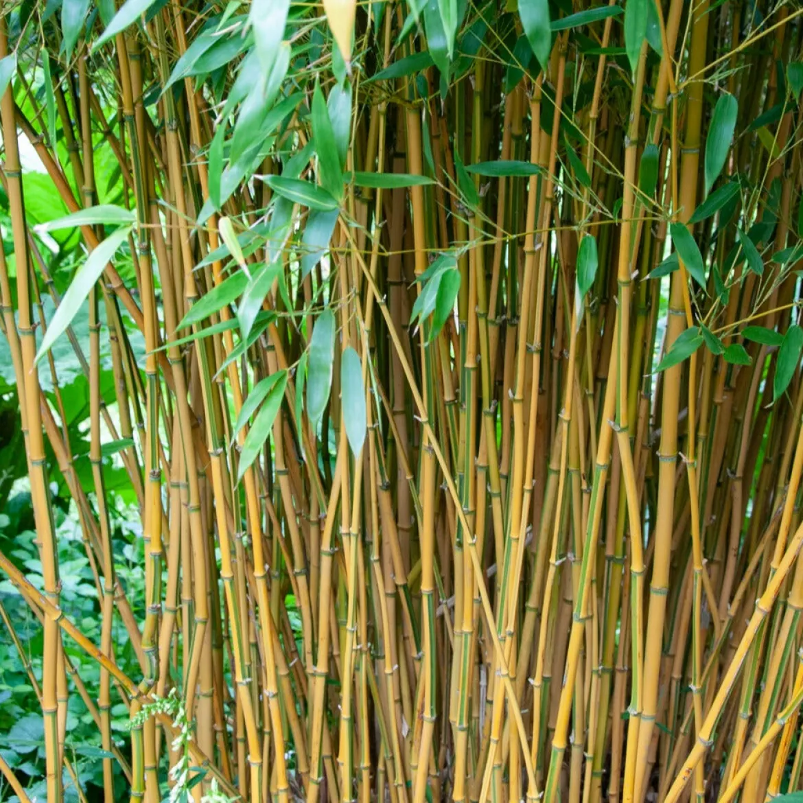 Bambou traçant panaché - Un écran vert en un été