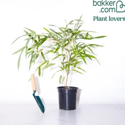 Bambou traçant panaché - Un écran vert en un été