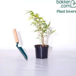 Bambou vert non-traçant - Une haie sans envahir