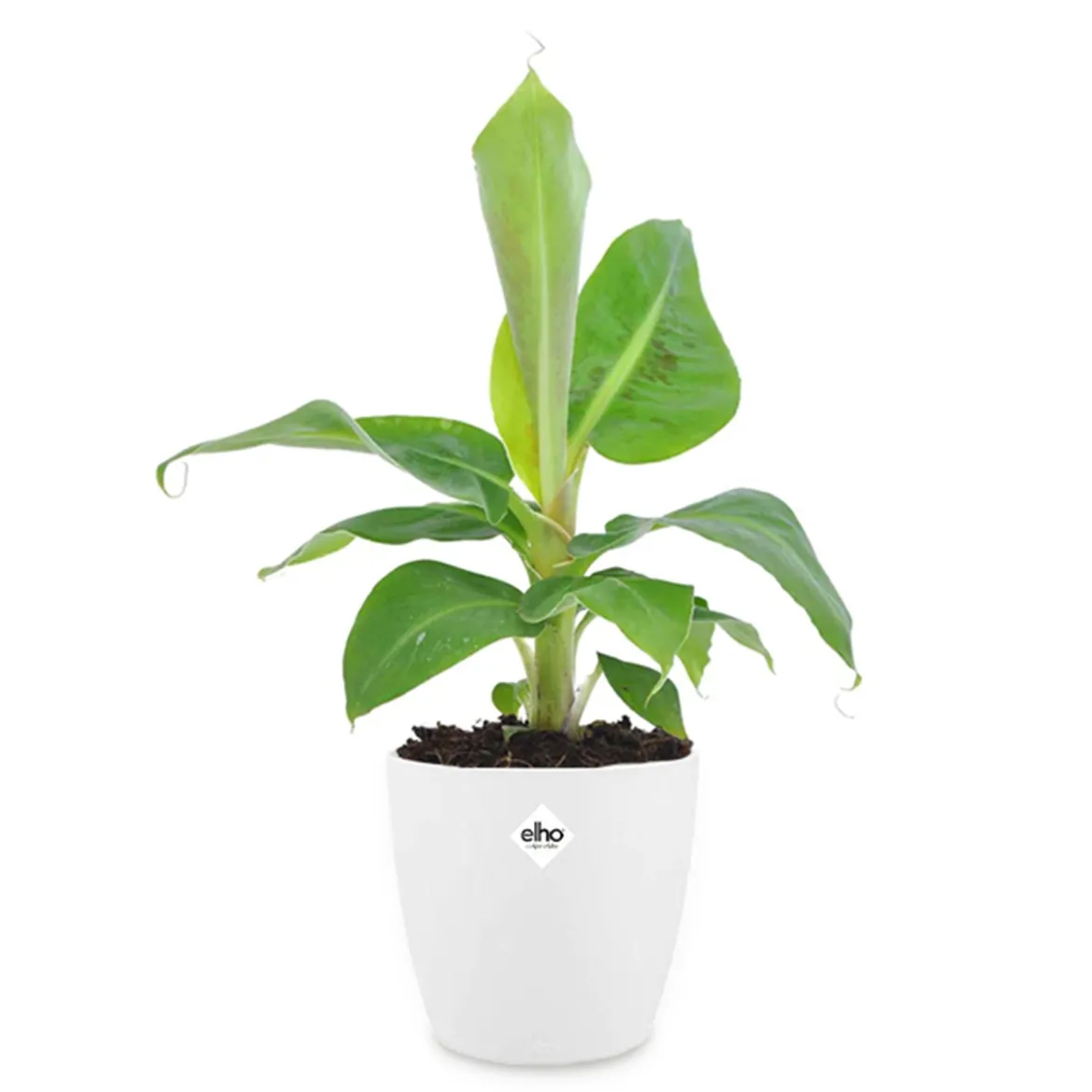 Bananier d'ornement nain + cache pot blanc 14 cm. - Fruits et feuillage luxuriants