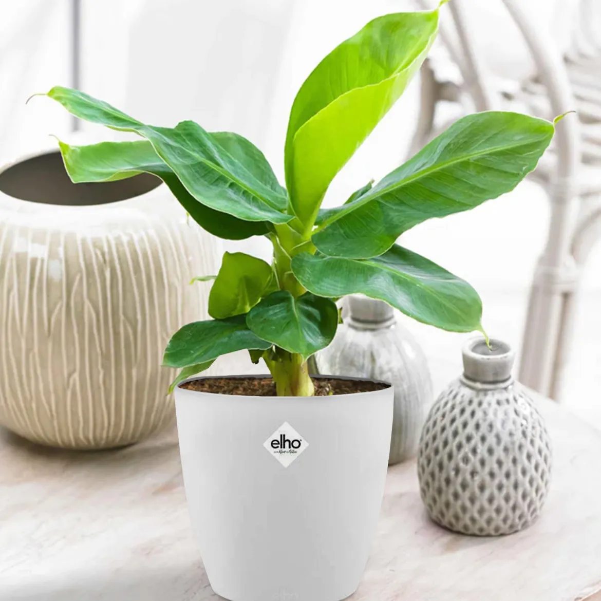 Bananier d'ornement nain + cache pot blanc 14 cm. - Fruits et feuillage luxuriants